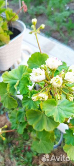 Пеларгония герань midori buke