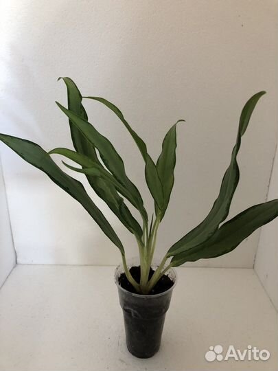 Аглаонема,сансевиерия,папоротник