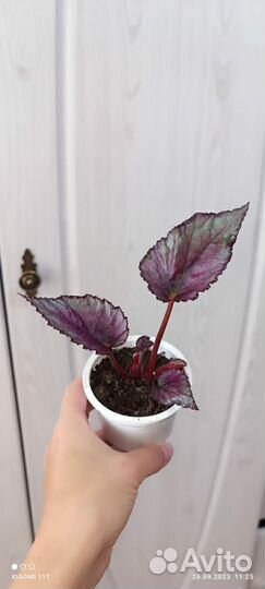 Бегония декоративно лиственная