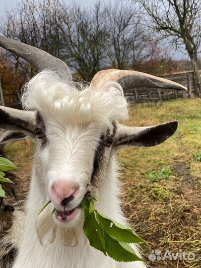 Продам козла