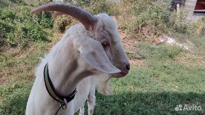 Козел на племя нубийский зааненский