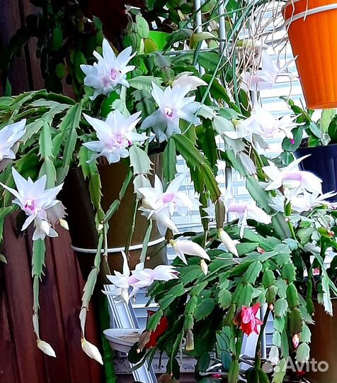 Рождественник (декабрист) белый