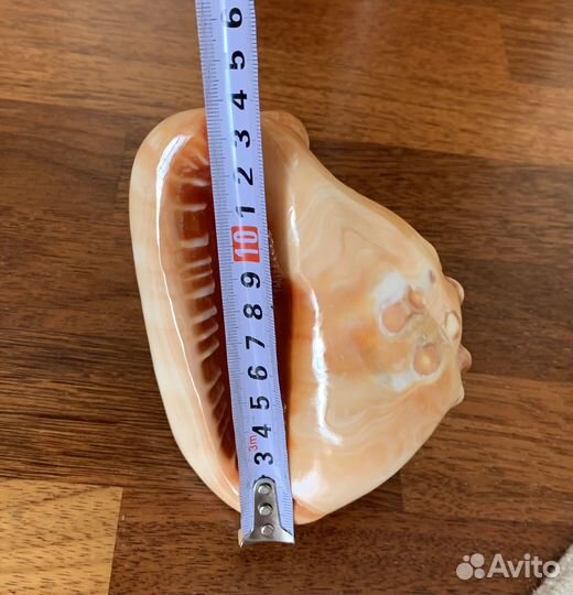 Морские ракушки и раковины большие