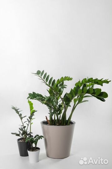 Грунт для комнатных растений