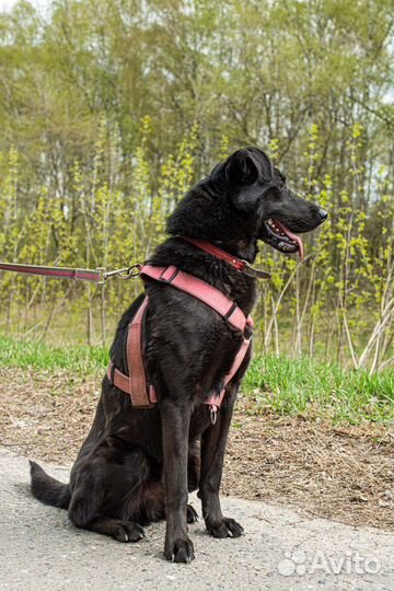 Пёс из приюта ищет дом