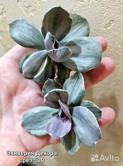 Эхиверии суккуленты