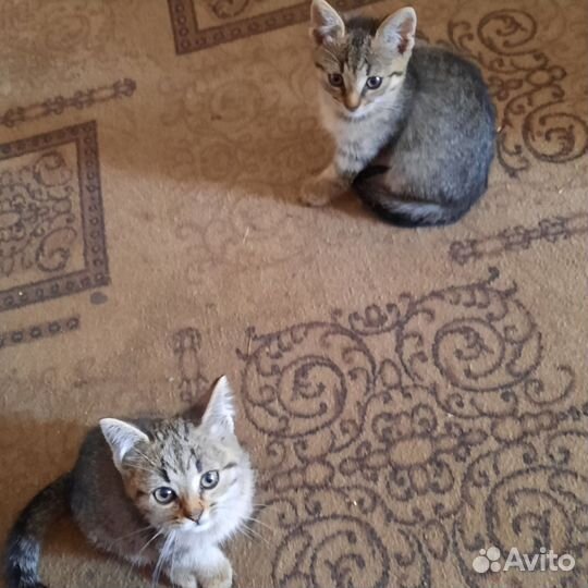 Кошки в добрые руки