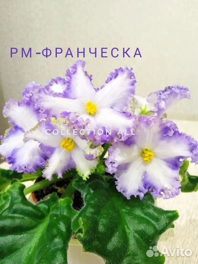 Сортовые фиалки цветущие