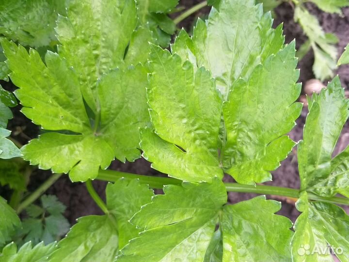 Сельдерей листовой