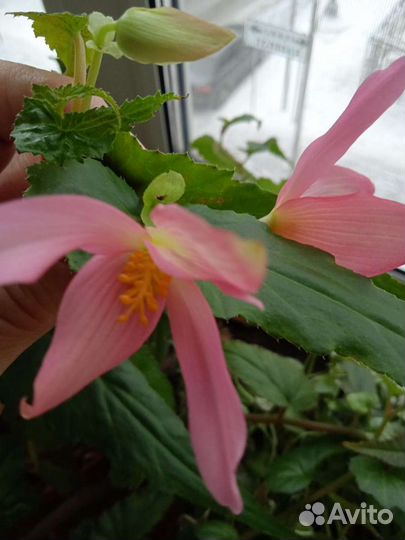 Бегония боливийская