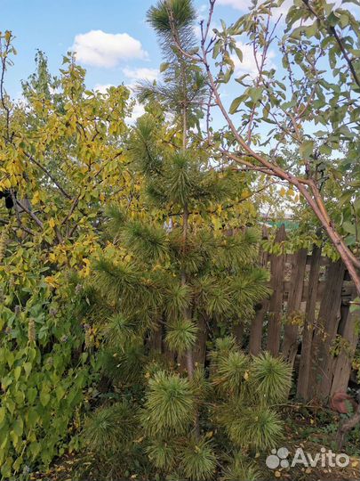 Кедр сибирский саженцы в Черногорске