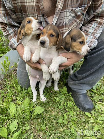 Охотничьи щенки