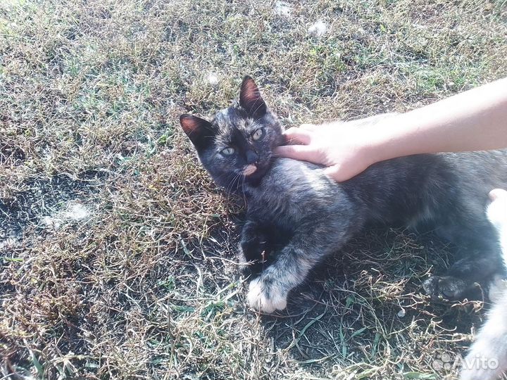 Кошечка ищет хозяина