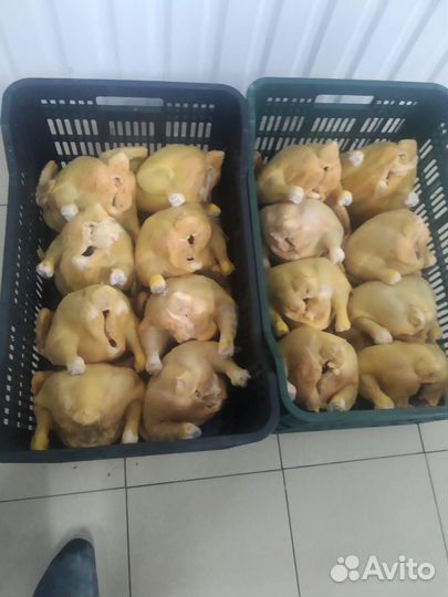 Мясо птицы