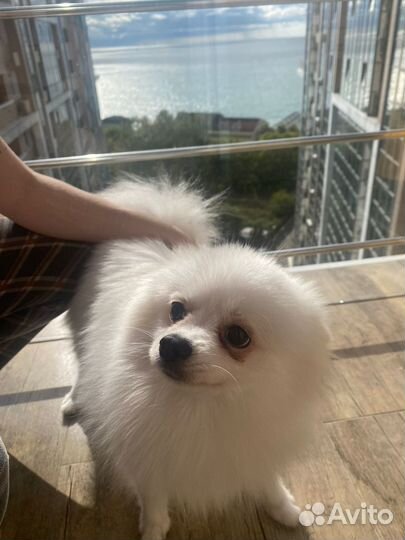 Померанский шпиц