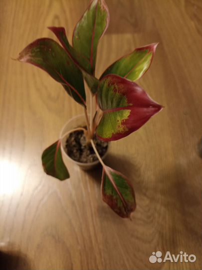 Комнатные растения