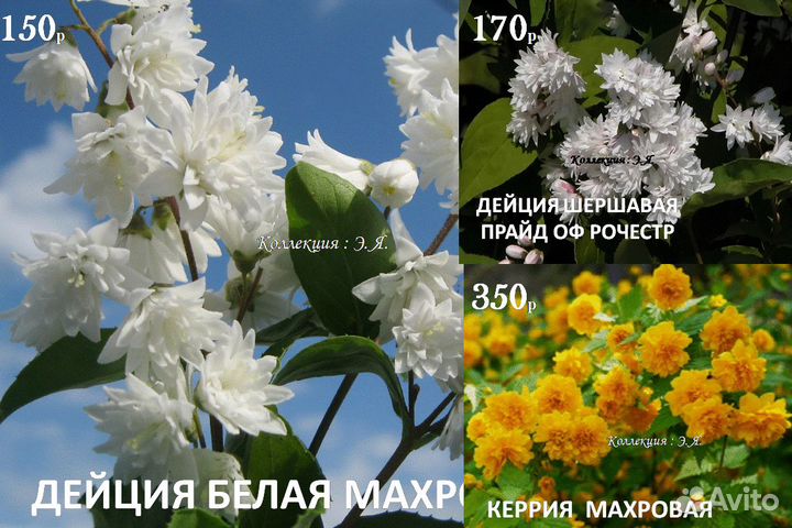 Гортензии Кустарники Малина Доставка Почтой