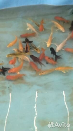 Корпы кой (золотые)