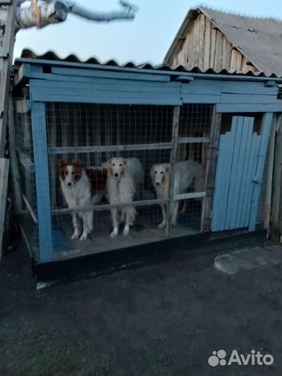 Отдам бесплатно