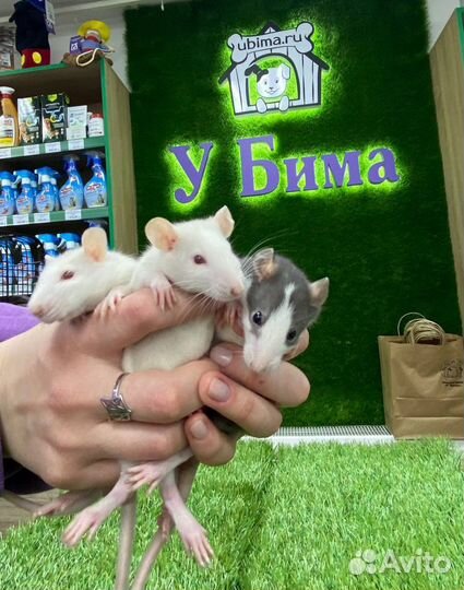 Декоративная крыса