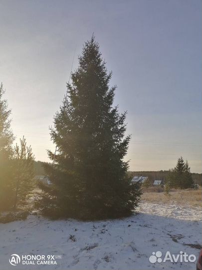 Ель крупномер 10,5. m