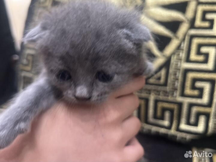 Шотландская вислоухая