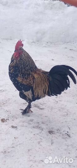 Обмен петухов