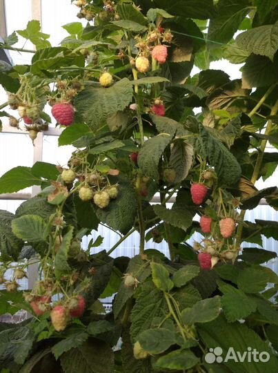 Ремонтантная малина