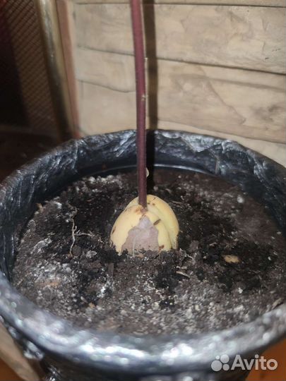 Росток авокадо 30 см в горшке ручной работы