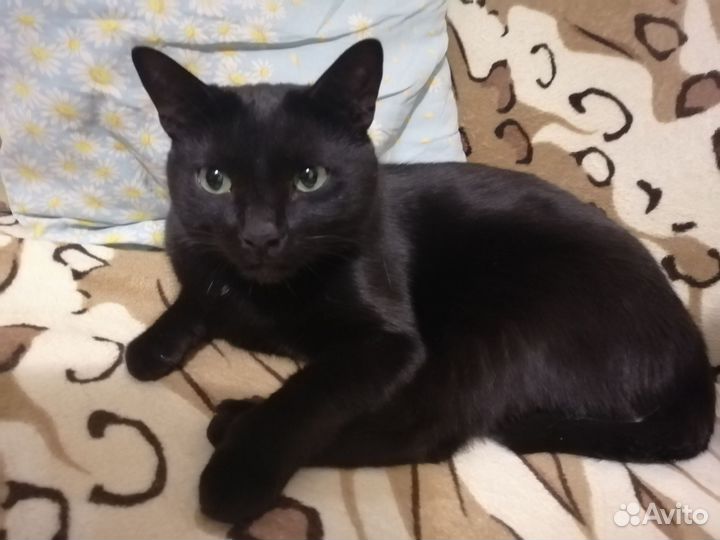 Черный кот Луис