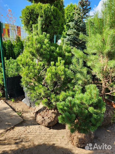 Сосна горная