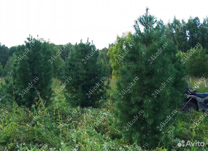 Дерево кедра