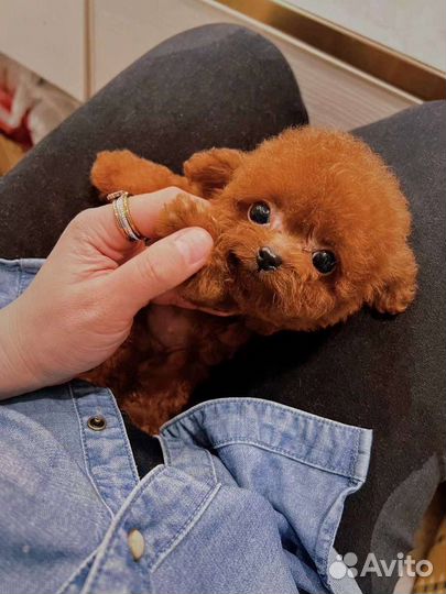 Teacup teddy poodle red тикап пудель