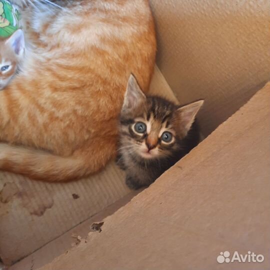 Кошки в добрые руки бесплатно