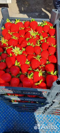 Клубника из Кубани вкус огонь доставка до дверей