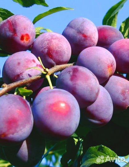 Саженцы слив Утро, Венгерка, Богатырская