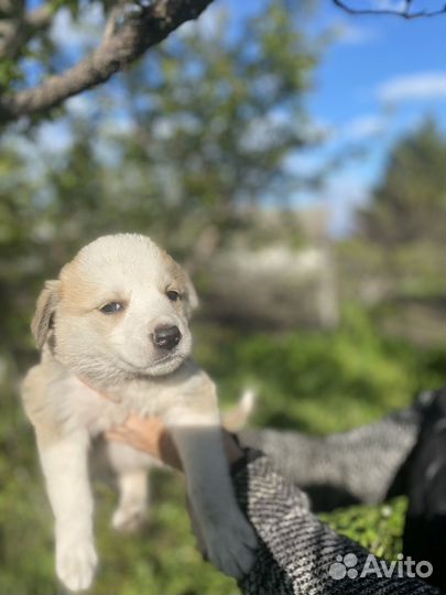 Щенки в добрые руки