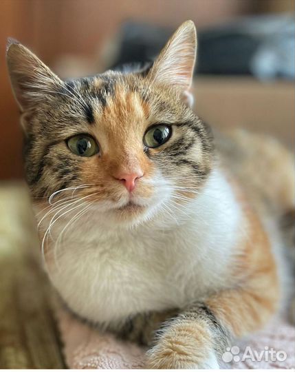 Нежная Кошка Тося в ждёт семью