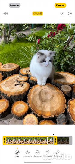 Кошка рэгдолл в качестве любимца