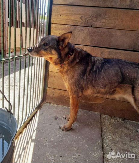 Собаке нужна помощь