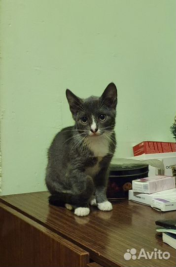 Котенок девочка в дар