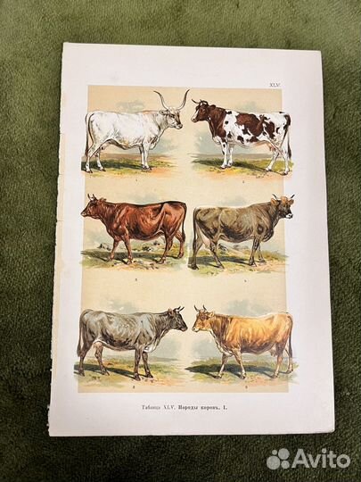 Хромолитографии 1904 год