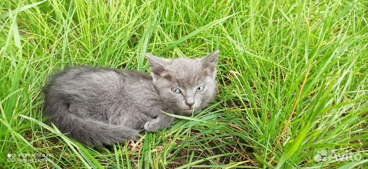 Кошка мышеловка