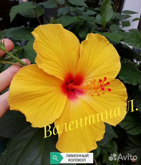 Комнатные гибискусы укорененные черенки