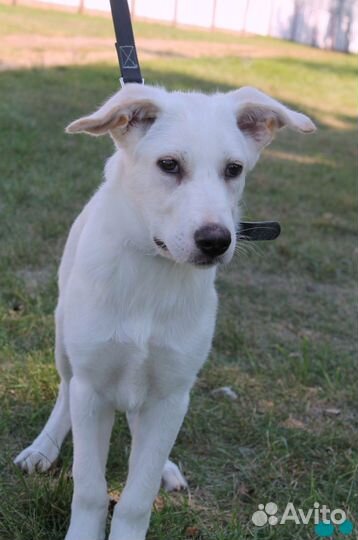 Бруно ищет дом