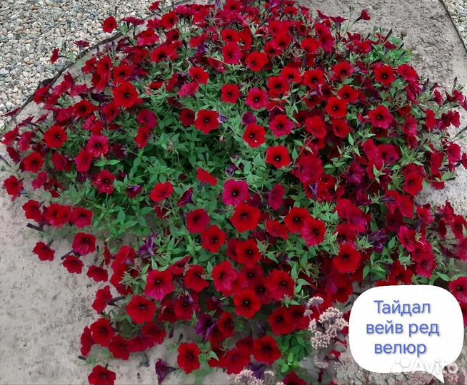 Петуния ампельная