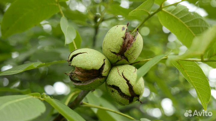 Грецкий орех саженцы
