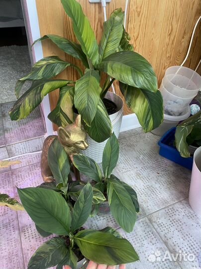 Спатифиллум Сенсация sunny с белым и желтым варом