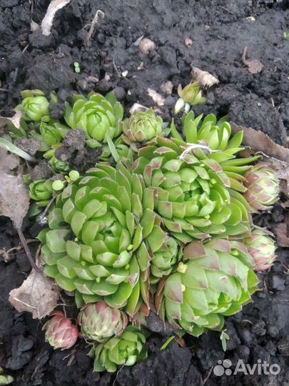 Цветы садовые