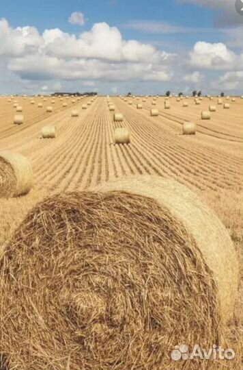 Сено в рулонах 2023